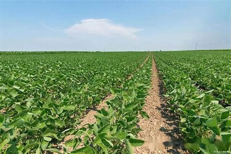 怎样用水养大蒜苗