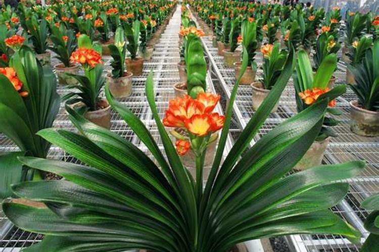 枯草芽孢杆菌能加芸苔素拌种吗？