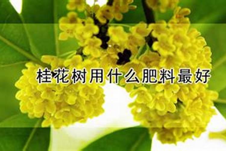 能让红薯高产的施肥方法