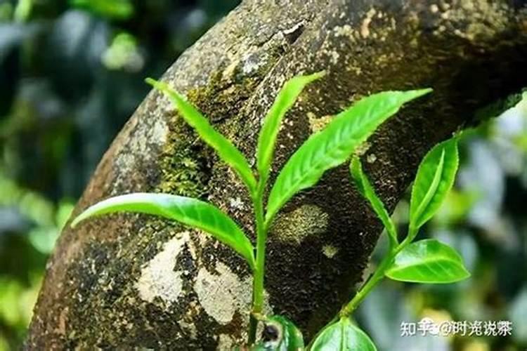 我种了三棵沃柑十一月份就开花了,是正常开花吗？