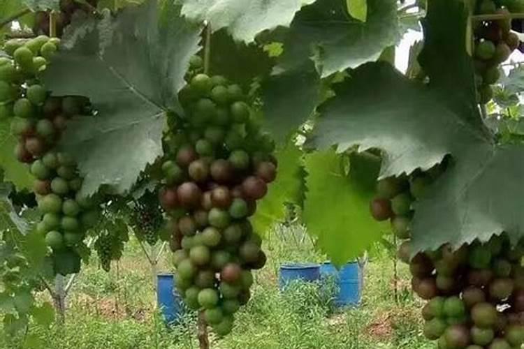 榕树浇磷酸二氢钾太重了,绿叶子掉了很多怎么办呢