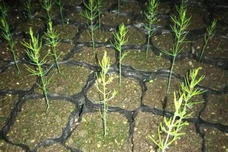 紫薇花为什么不用浇水