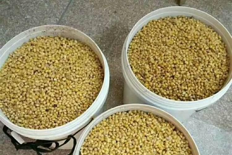 用煮过的大豆做肥料上花还用经过发酵吗