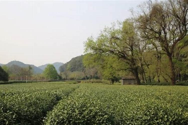 茶区秋冬季如何管理？