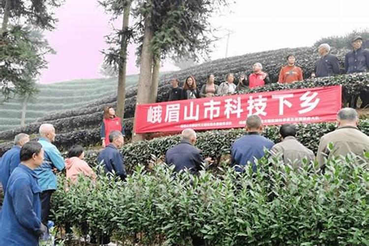 秋季茶园管理