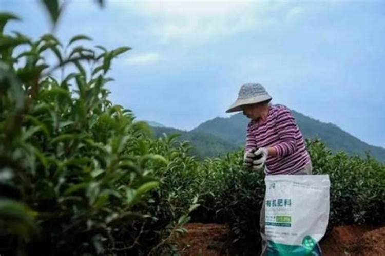 低产茶园改造及秋冬季管理技术