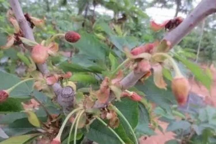 樱桃结果之后用什么肥料