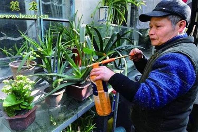 绿植有什么叶面肥