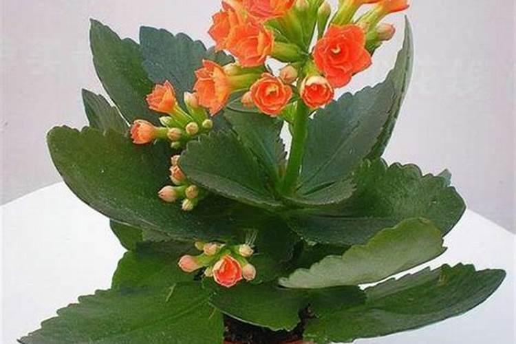 长寿花夏天怎么养施什么肥