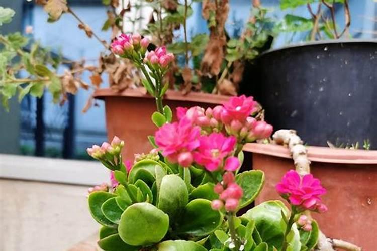 长寿花需要什么肥料