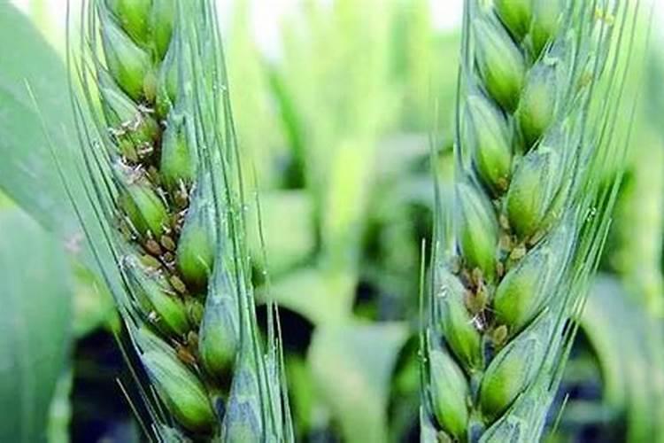 小麦灌浆期一般是几月,灌浆期打什么叶面肥