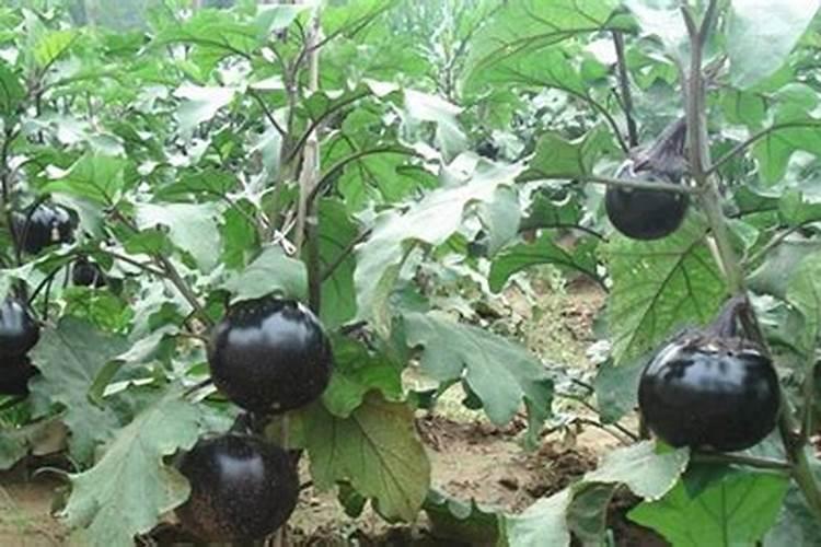 茄子移栽后怎么施肥
