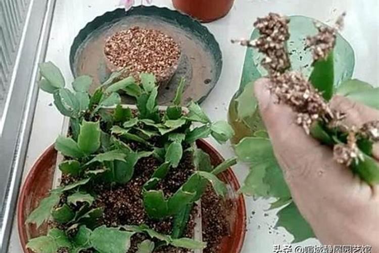 草木灰是氮肥还是钾肥