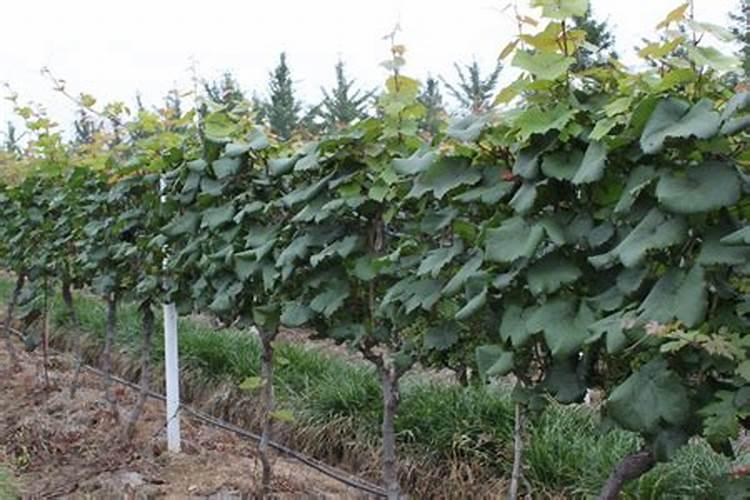 葡萄二茬釆摘后如何喷叶面肥？