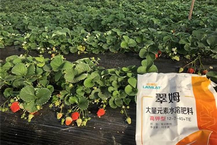 草莓初花期冲什么肥