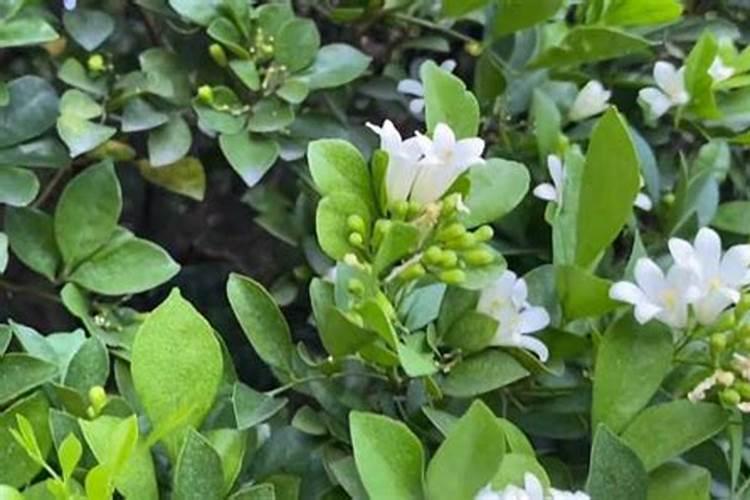 七里香怎么养才开花