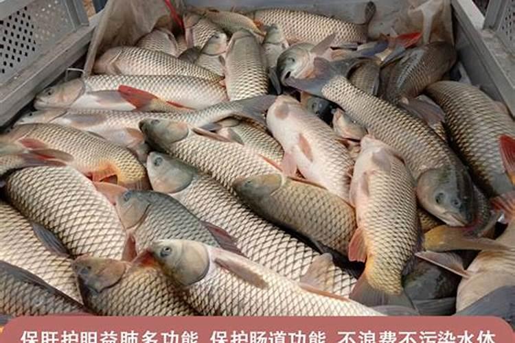 甜菜碱在钓鱼饵料中怎样使用