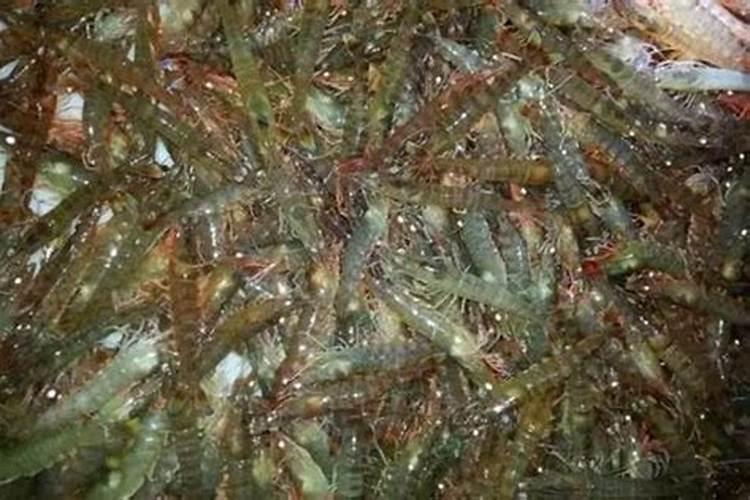 添加剂:甜菜碱对禽畜的作用？