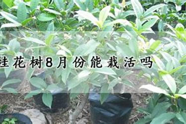 刚移栽的桂花树如何浇水施肥