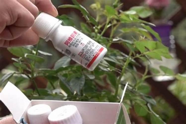 给月季和栀子花咋样施磷酸二氢钾肥