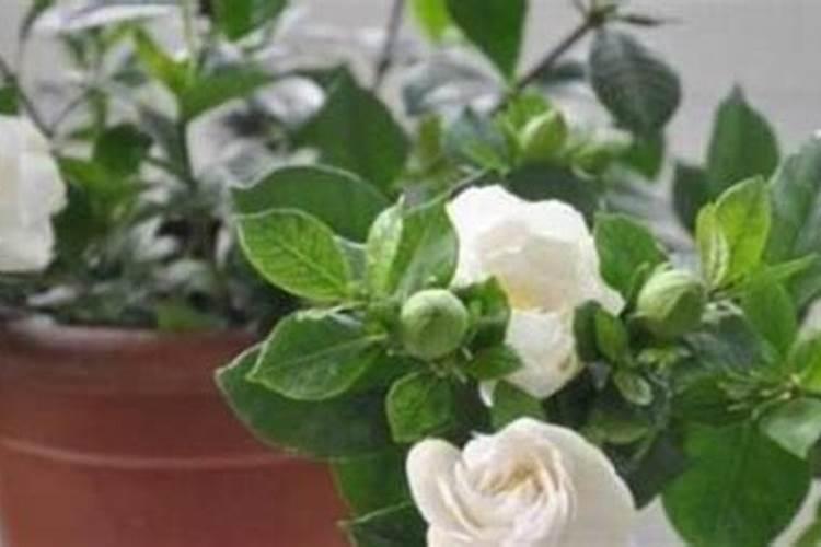 听说栀子花有花苞时不能施磷肥,说是晚了？我施了该怎么办？如题
