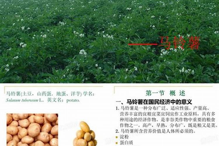 土豆施肥技术要点 马铃薯施肥技术要点