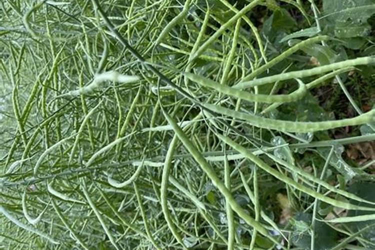 油菜移栽后怎样施肥