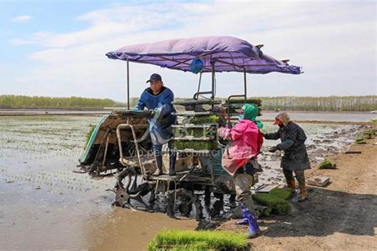 水稻在什么时候追穗肥 施加什么肥料好
