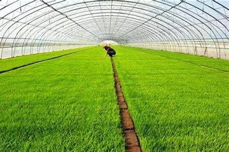 水稻穗肥最佳施肥时期