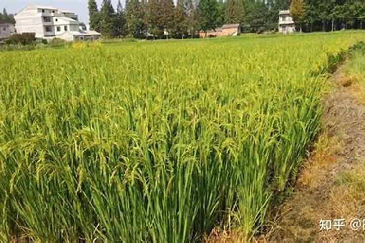 炭疽病用什么农药最好