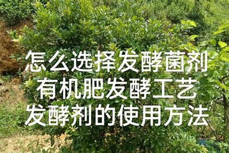 菜籽饼发酵肥水方法
