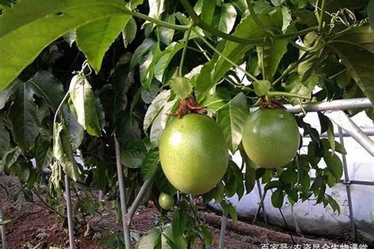 冬天种植黄瓜可以吗 冬天种植黄瓜可行吗