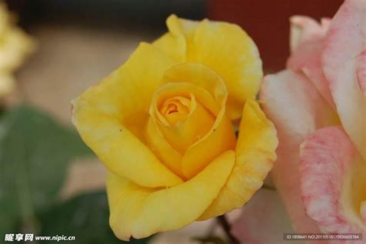 月季该如何施肥？