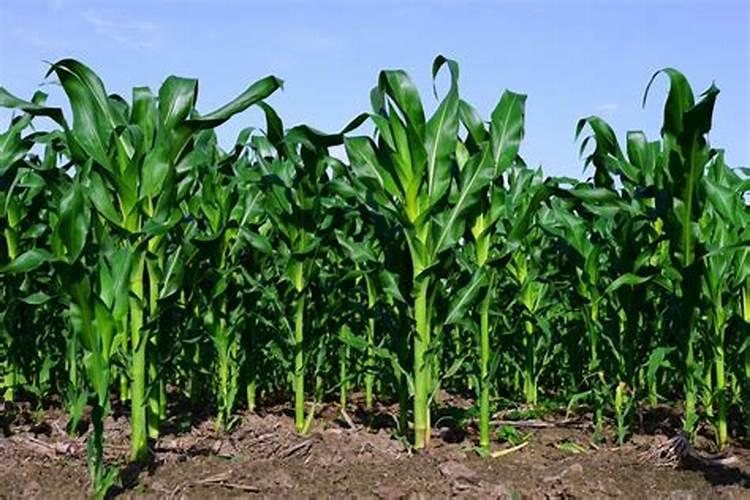 母梨剂什么时候打合适