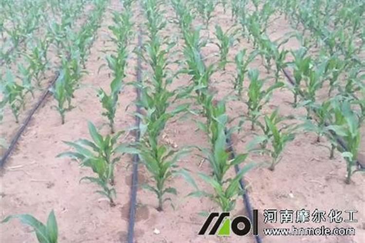 富硒茶叶的种植方法!
