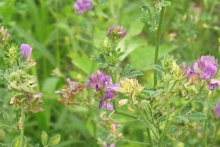 紫花苜蓿初期施什么肥料花卉百科