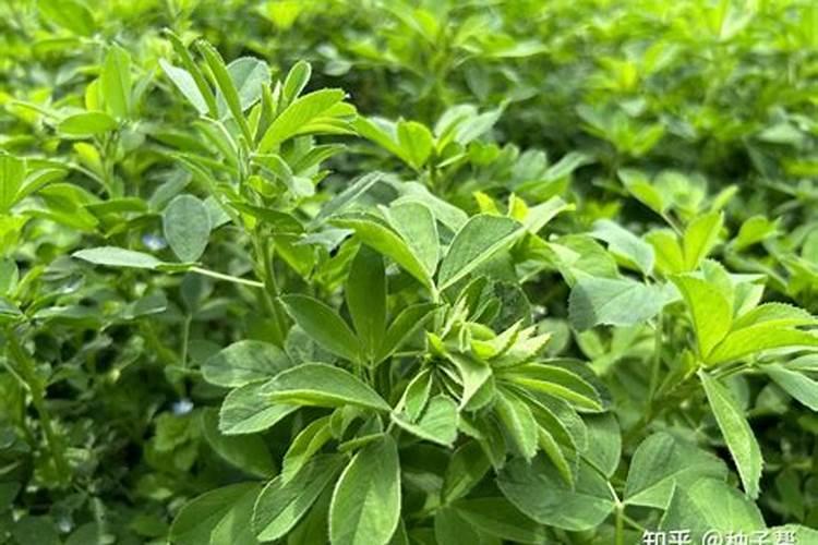 紫花苜蓿草一年施肥几次