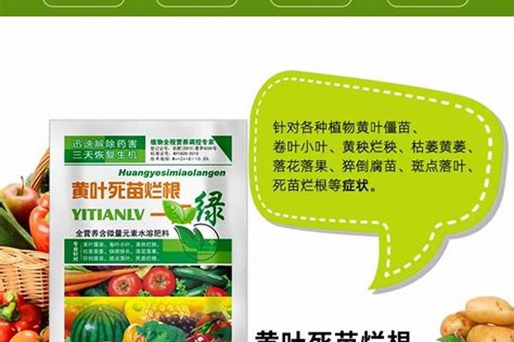 甜瓜苗期可以喷叶面肥吗？