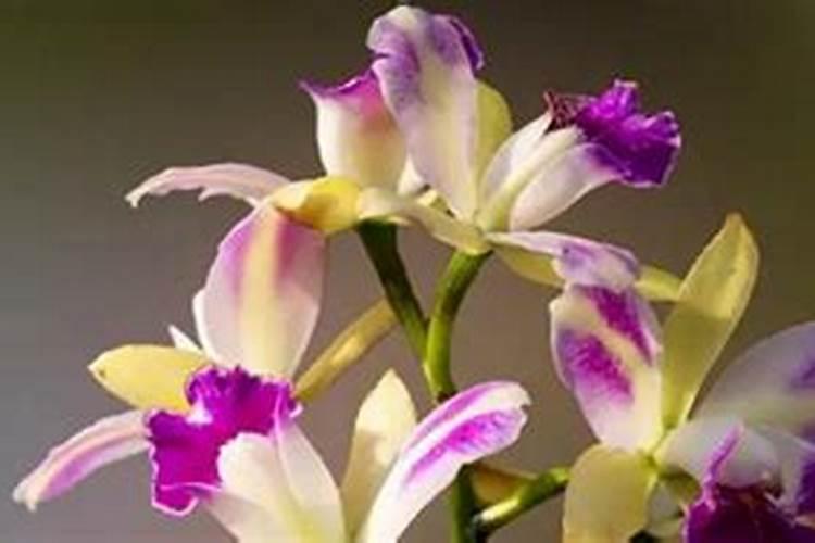 玉米授粉期可以浇水吗