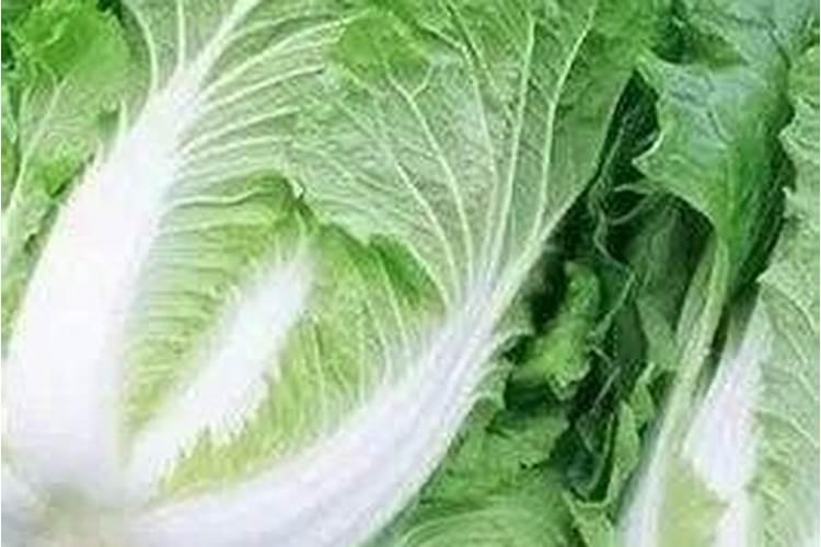 白菜最忌三种肥料