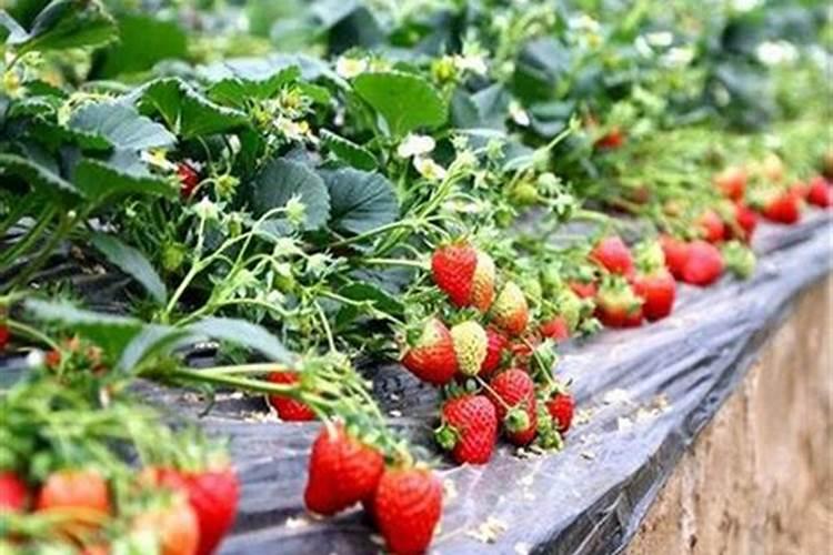草莓追肥什么肥料？