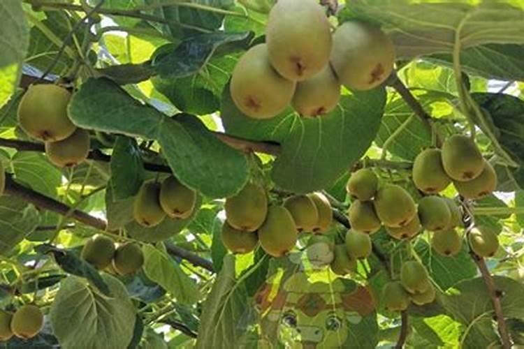 杜鹃花怎么施肥？