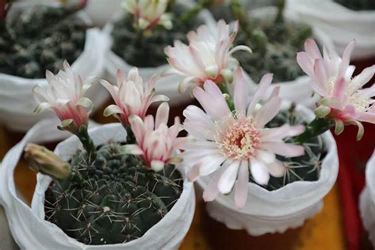 四季桂如何养护？