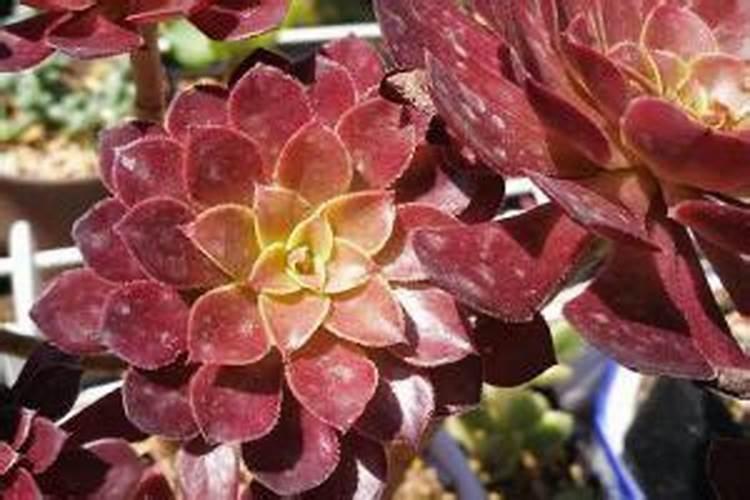 多肉植物怎么养才养得又大又肥