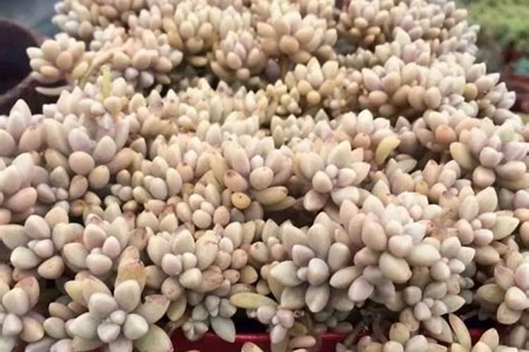 多肉植物怎么养才养得又大又肥