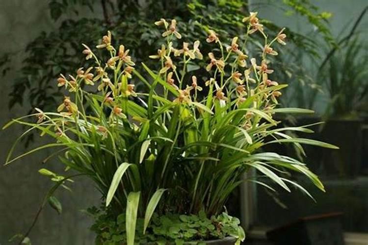 兰花什么时候施肥最好,兰花施肥用什么肥最好(氮磷钾肥)