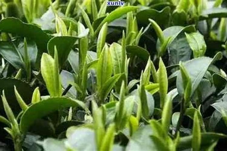 芸苔素跟阿迈素是一样效果的吗？