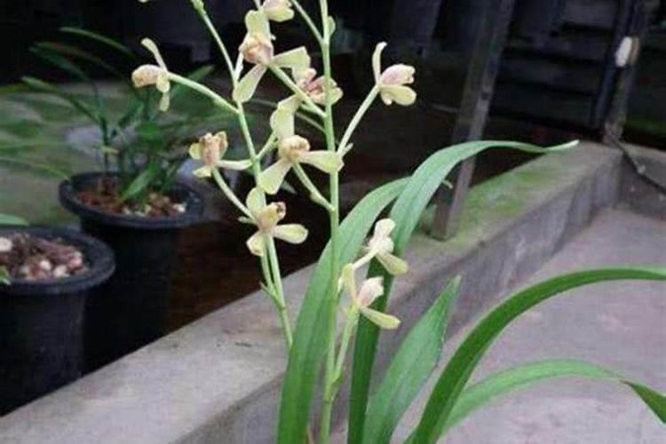 盘菜种植方法与技术