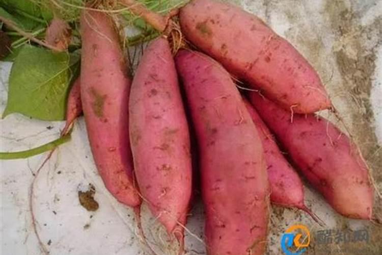 种红薯用什么肥料好