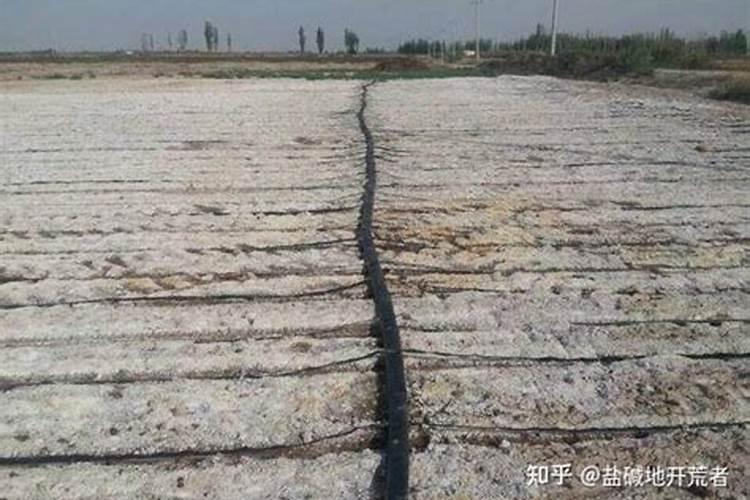 盐碱地种水稻用什么底肥和追肥效果好